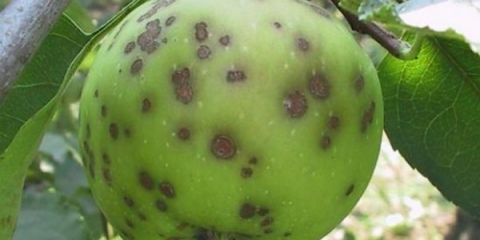 Kako se nositi sa krastavošću na stablu jabuke i zaštititi usjev?